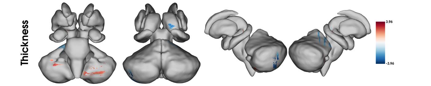 Significant clusters after RFT correction across all ASeg  subcortices, 2D plot